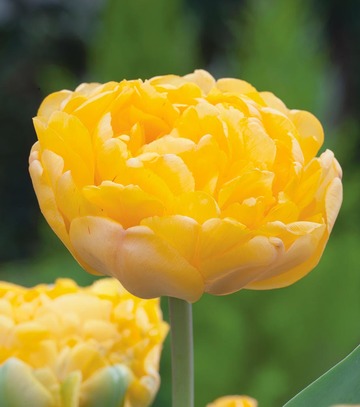 Singiel Tulipa - Tulipan Yellow Margarita 11/12 50 Szt.