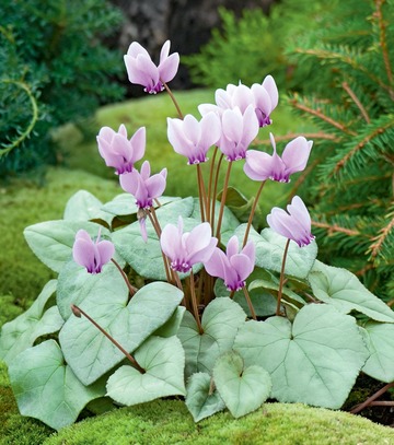 Singiel Cyclamen Hederofolium - Cyklamen Neapolitański 20/+ 10 Szt.