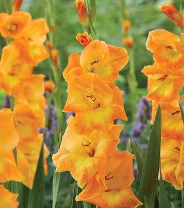 Singiel Gladiolus - Mieczyk Cornelli 12/14 60 Szt.