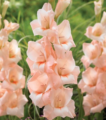 Singiel Gladiolus - Mieczyk Rigoletto 12/14 60 Szt.