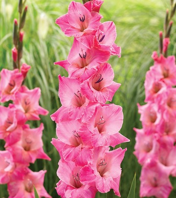 Singiel Gladiolus - Mieczyk Julio 12/14 60 Szt.