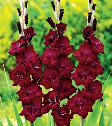 Singiel Gladiolus - Mieczyk At Night 12/14 60 Szt.