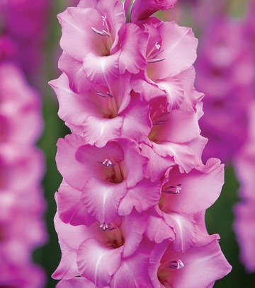 Singiel Gladiolus - Mieczyk Lennon 12/14 60 Szt.