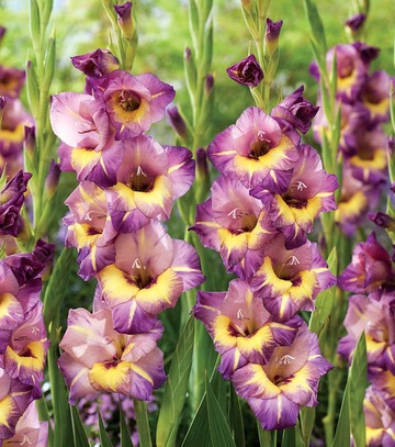 Singiel Gladiolus - Mieczyk Joplin 12/14 60 Szt.