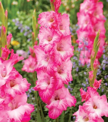 Singiel Gladiolus - Mieczyk Violet King 12/14 60 Szt.