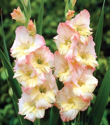 Singiel Gladiolus - Mieczyk Cera Stelvio 12/14 60 Szt.