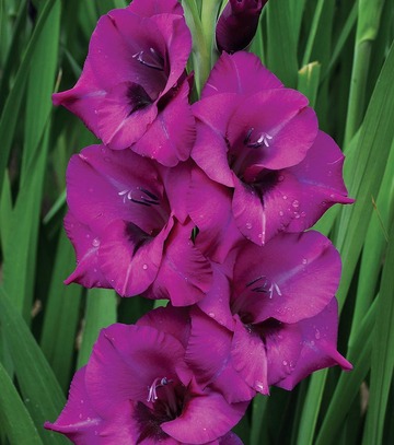 Singiel Gladiolus - Mieczyk Purple Diamond 12/14 60 Szt.