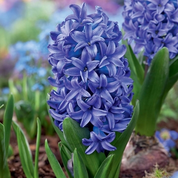Hyacinth - Hiacynt Blue Pearl 16/18 1 Szt.