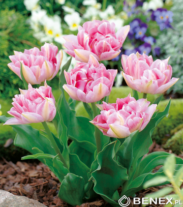 Singiel Tulipa - Tulipan Peach Blossom 11/12 30 Szt.