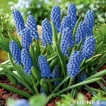 Muscari - Szafirek Big Smile 7/8 1 Szt.
