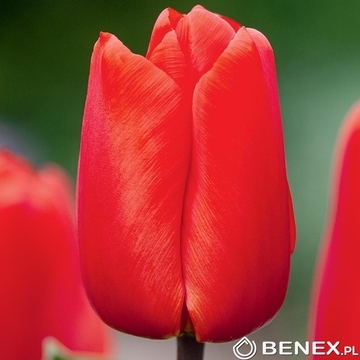 Tulip - Tulipan Lalibella 11/12 1 Szt.