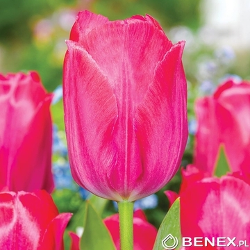 Tulip - Tulipan Lady Van Eijk 11/12 1 Szt.