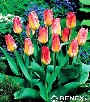 Tulip - Tulipan Flaming Purissima 11/12 1 Szt.