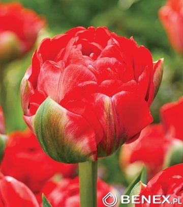 Tulip - Tulipan Bombastic Red 11/12 1 Szt.