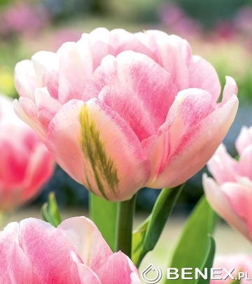 Tulip - Tulipan Foxtrot 11/12 1 Szt.