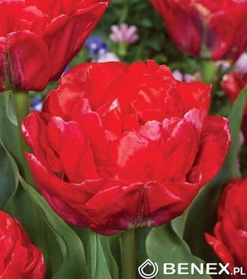 Tulip - Tulipan Rockabilly 11/12 1 Szt.