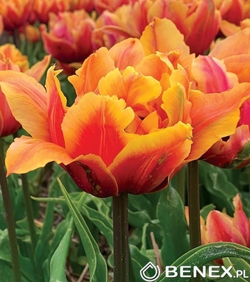 Tulip - Tulipan Callahan 11/12 1 Szt.