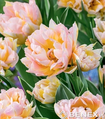 Tulip - Tulipan Password 11/12 1 Szt.
