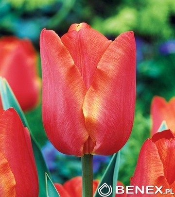 Tulip - Tulipan Sunbelt 11/12 1 Szt.