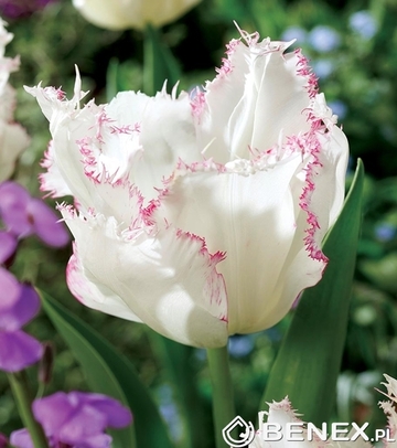Tulip - Tulipan Lady Smile 11/12 1 Szt.