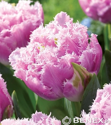 Tulip - Tulipan Cairns 11/12 1 Szt.