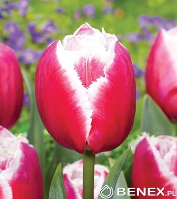 Tulip - Tulipan One Love 11/12 1 Szt.