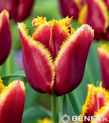 Tulip - Tulipan Gavota Special 11/12 1 Szt.