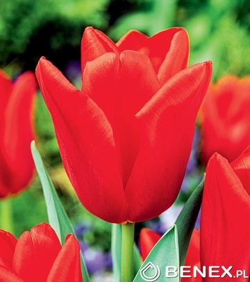 Tulip - Tulipan Escape 11/12 1 Szt.