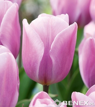 Tulip - Tulipan Synaeda Amor 11/12 1 Szt.