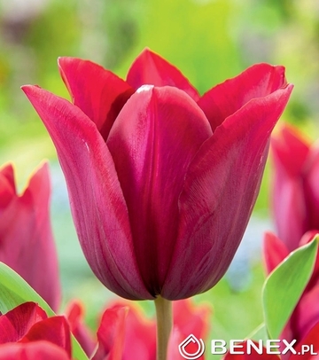 Tulip - Tulipan Merlot 11/12 1 Szt.