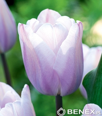 Tulip - Tulipan Silver Cloud 11/12 1 Szt.