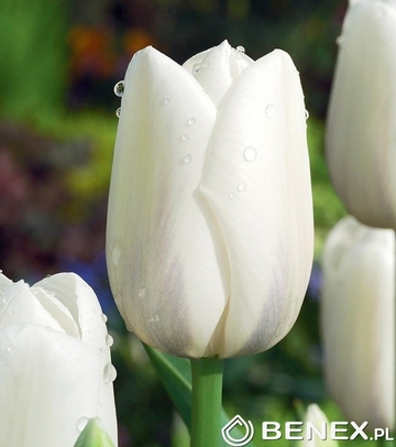 Tulip - Tulipan Silver Dollar 11/12 1 Szt.