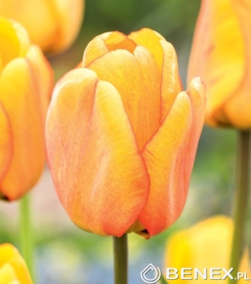 Tulip - Tulipan Blushing Apeldoorn 11/12 1 Szt.