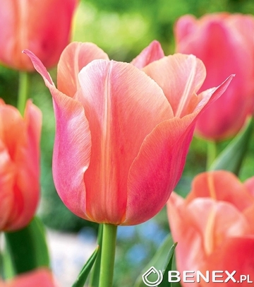 Tulip - Tulipan Stunning Star 11/12 1 Szt.