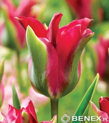 Tulipa - Tulipan Green Love 11/12 1 Szt.