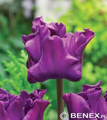 Tulipa - Tulipan Crown Of Negrita 11/12 1 Szt.