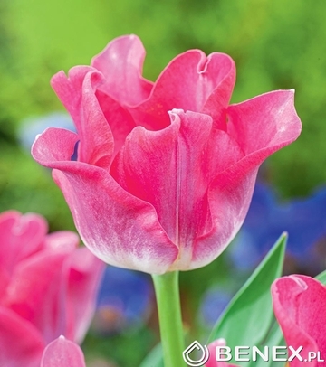 Tulip - Tulipan Crown Of Dynasty 11/12 1 Szt.