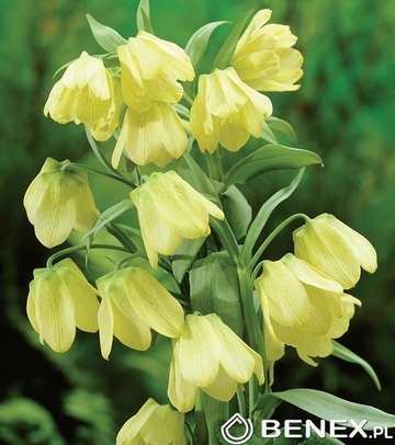 Singiel Fritillaria - Szachownica Pallidiflora 14/16 6 Szt.