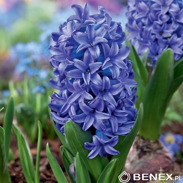 Singiel Hyacinth - Hiacynt Blue Pearl 16/18 20 Szt.