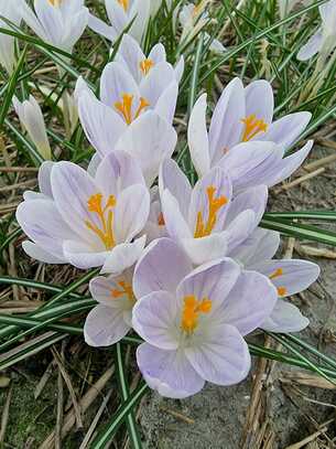 Singiel Crocus - Krokus Candlelight 6/7 150 Szt.