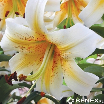 Singiel Lilium - Lilia Drzewiasta Mister Cas 16/18 20 Szt.