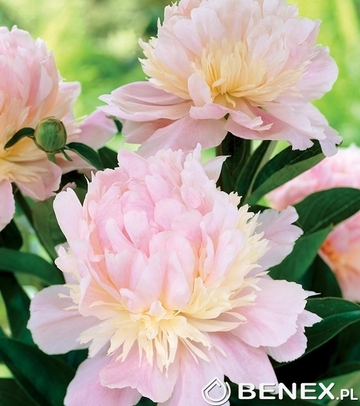 Singiel Paeonia - Piwonia  Angel Cheeks 2/3 4 Szt.