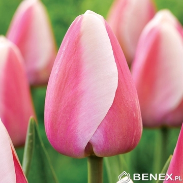 Singiel Tulip - Tulipan Royal Pride 11/12 50 Szt.