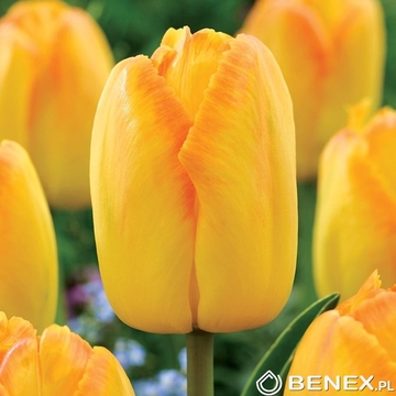 Singiel Tulip - Tulipan Yellow Pride 11/12 50 Szt.