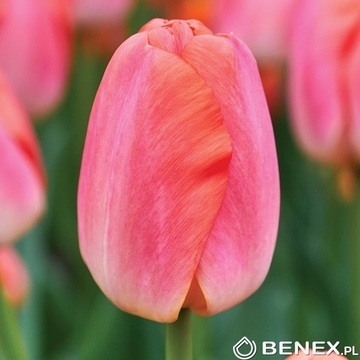 Singiel Tulip - Tulipan Orange Pride (Zantucot) 11/12 50 Szt.