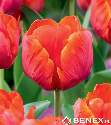 Singiel Tulip - Tulipan Ad Rem Parrot 11/12 30 Szt.