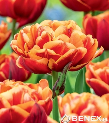 Singiel Tulip - Tulipan Congo 11/12 50 Szt.