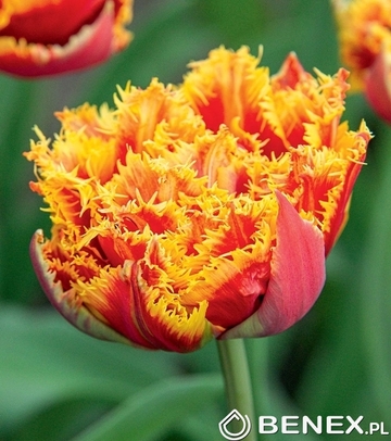 Singiel Tulip - Tulipan Golddust 11/12 30 Szt.