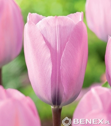 Singiel Tulip - Tulipan Janis Joplin 11/12 50 Szt.
