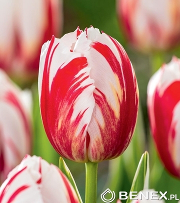 Singiel Tulip - Tulipan Carnaval De Rio 12/+ 50 Szt.